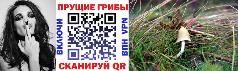 что такое наркотик  Грозный  ОМГ ОМГ как зайти  Галлюциногенные грибы ЛСД 